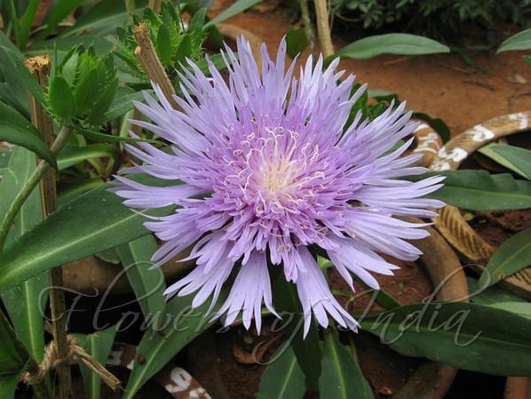 Stokes Aster